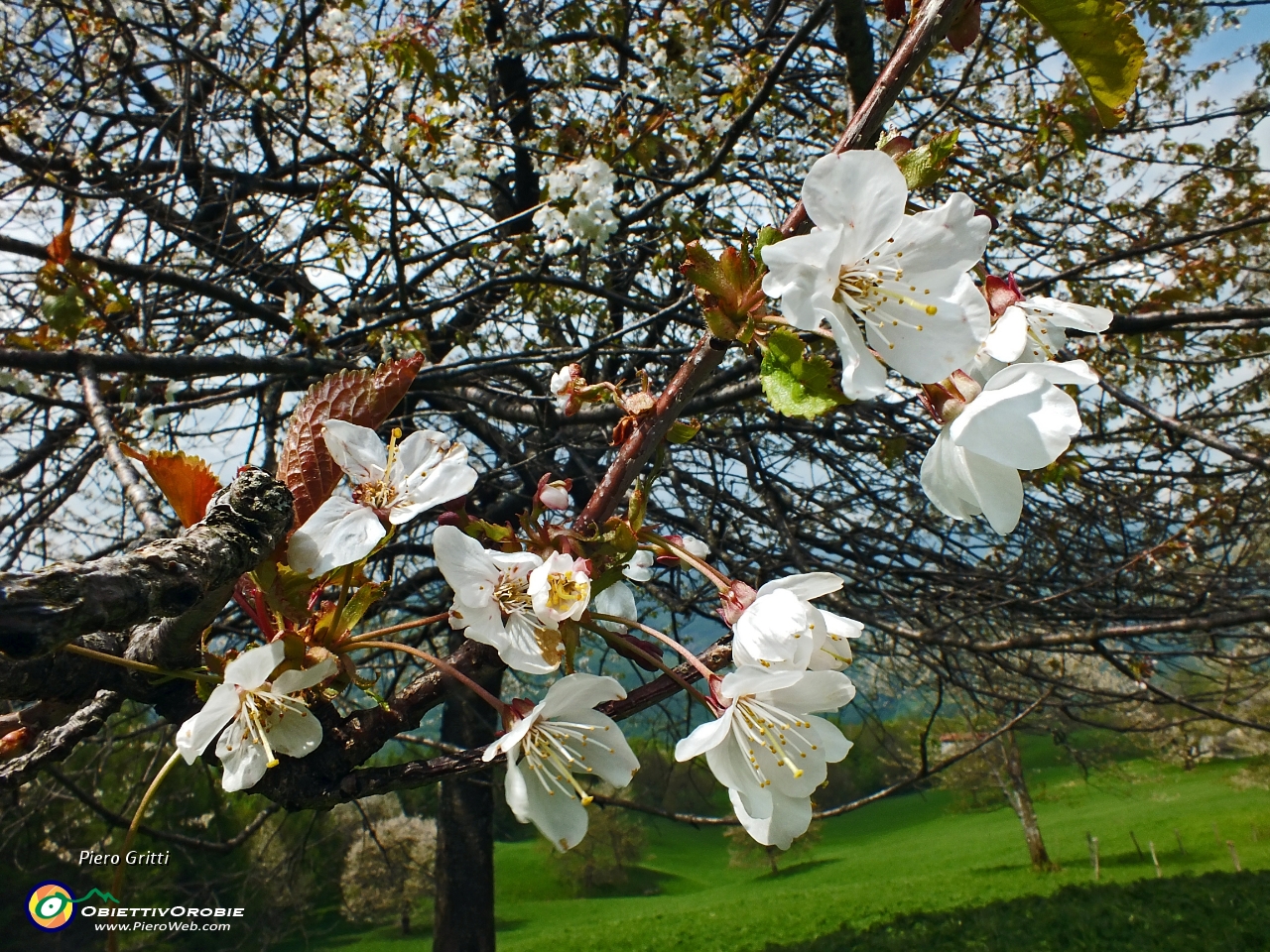 83 Fiori di ciliegio....JPG